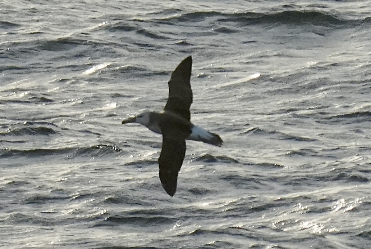 Albatros à sourcils noirs - ML619449341