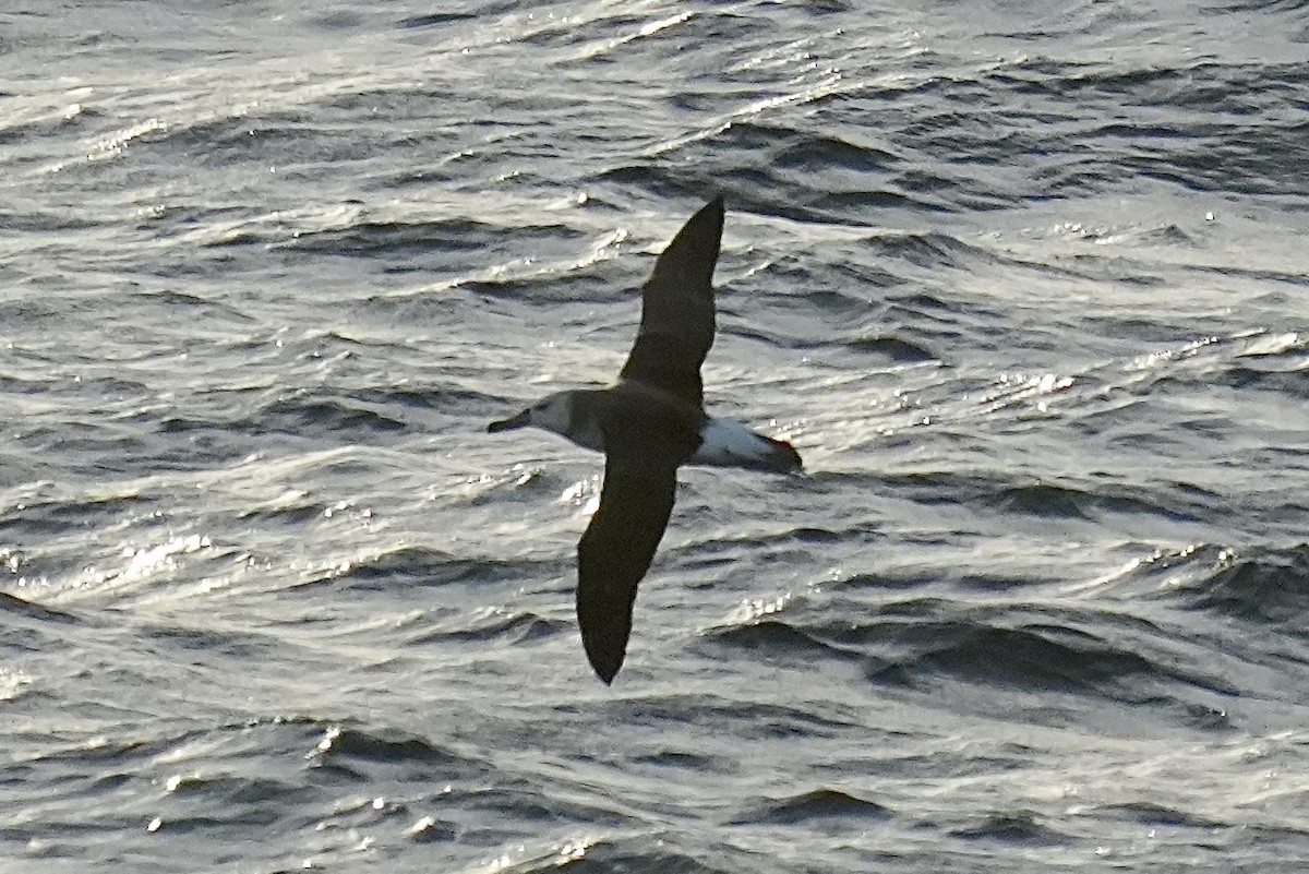 albatros černobrvý - ML619449342