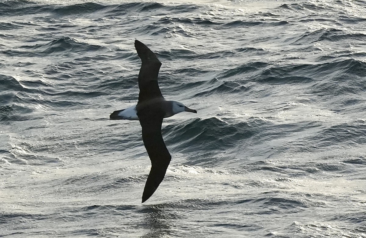 Albatros à sourcils noirs - ML619449343