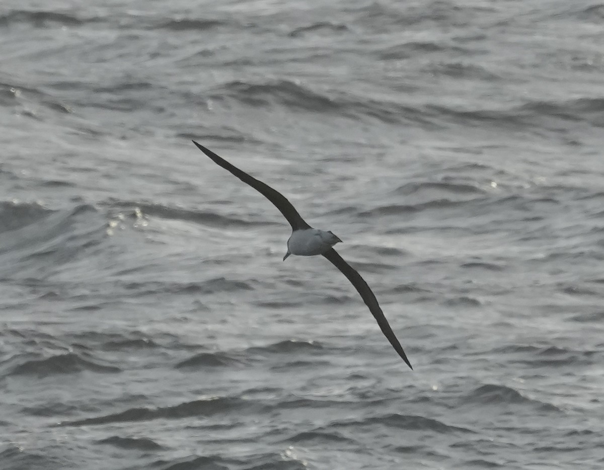 Чернобровый альбатрос - ML619449344