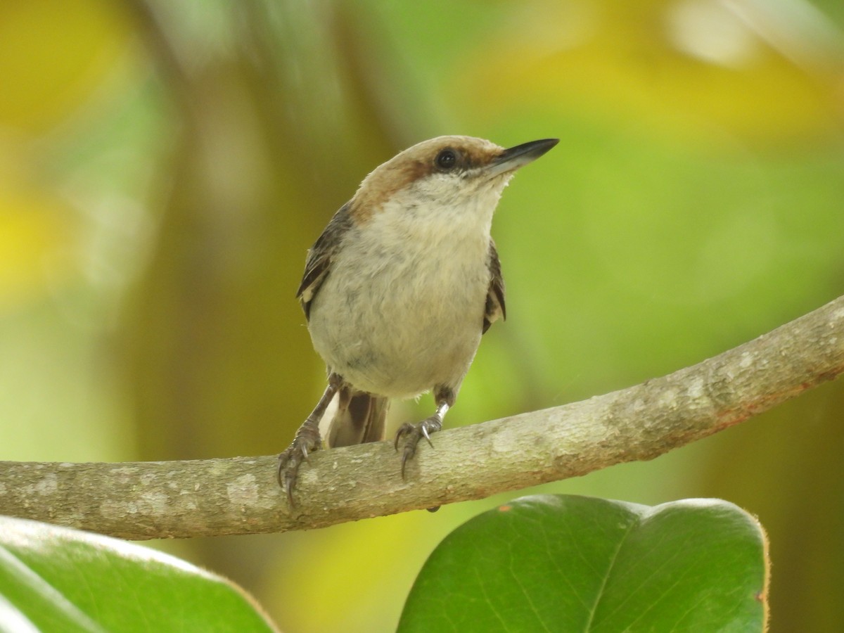 Brown-headed Nuthatch - ML619449417