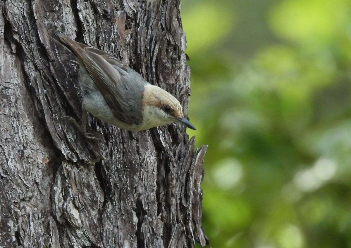 Brown-headed Nuthatch - ML619449418