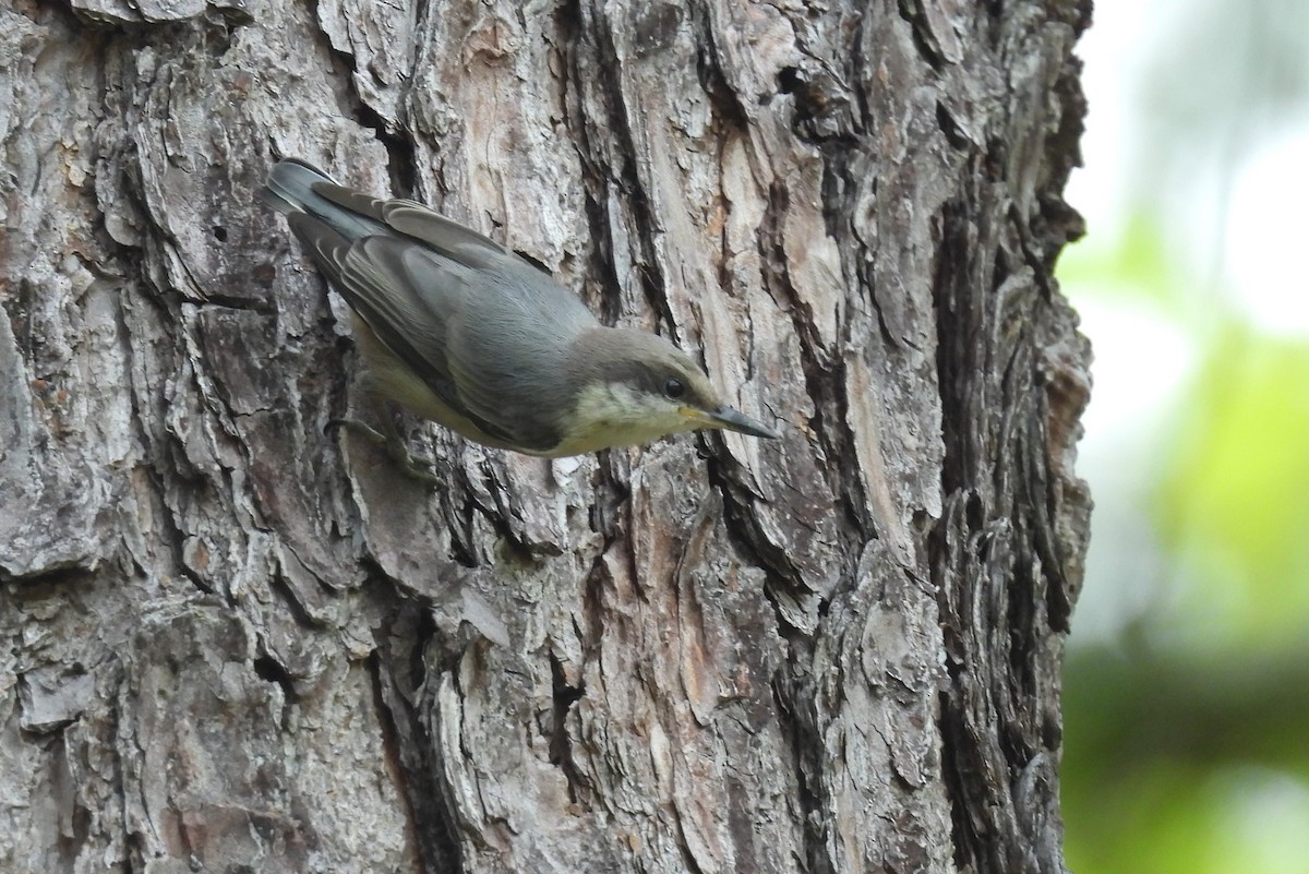 Brown-headed Nuthatch - ML619449421