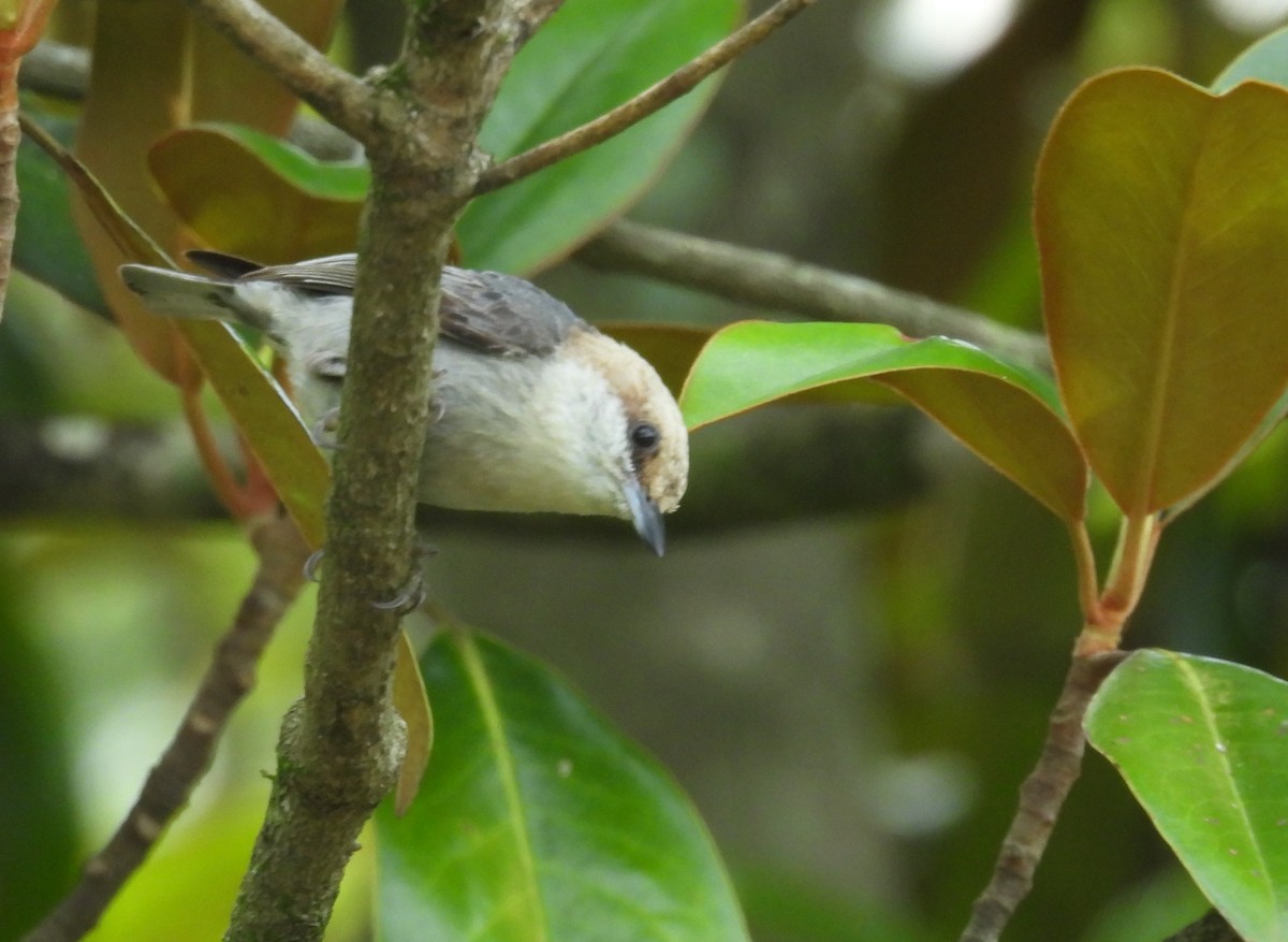 Brown-headed Nuthatch - ML619449424