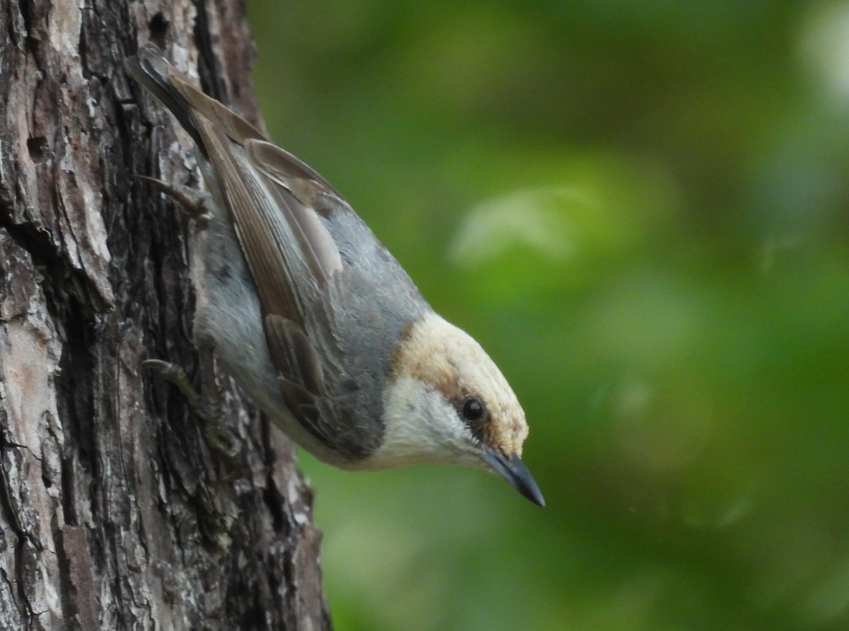 Brown-headed Nuthatch - ML619449426