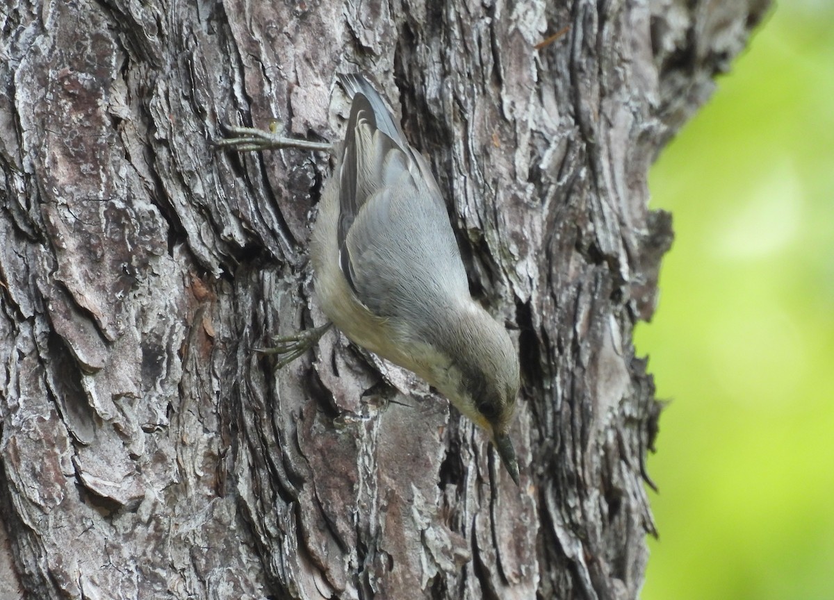 Brown-headed Nuthatch - ML619449427