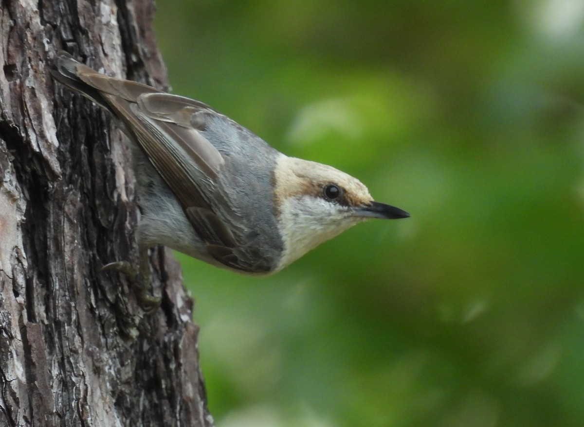 Brown-headed Nuthatch - ML619449430