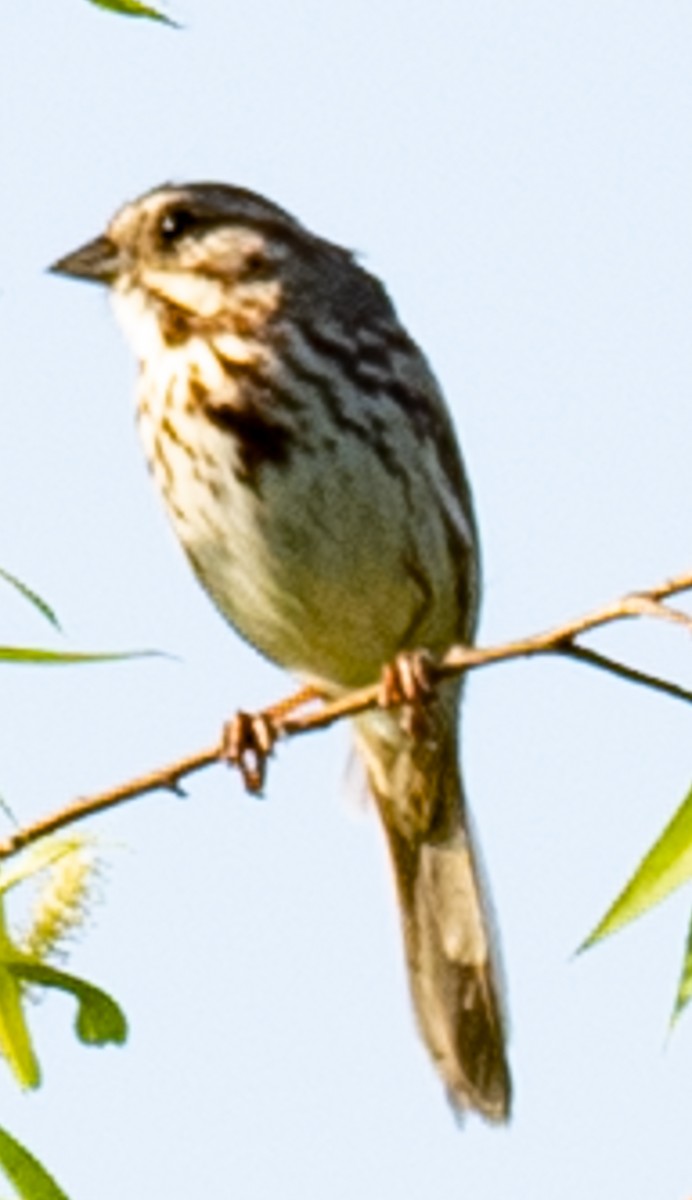 Song Sparrow - ML619449463
