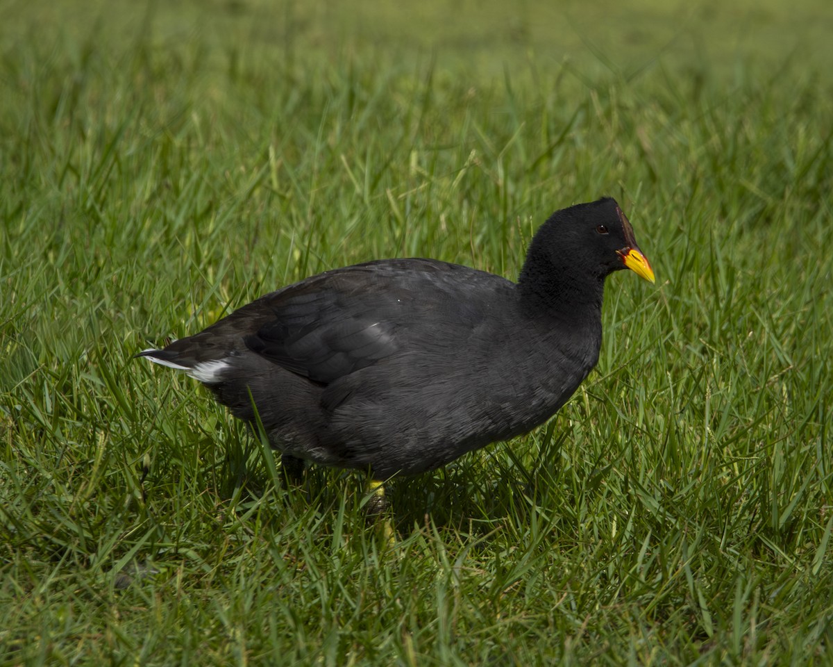 Red-fronted Coot - ML619449465