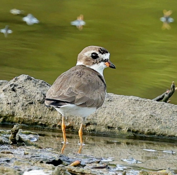 Semipalmated Plover - ML619449531