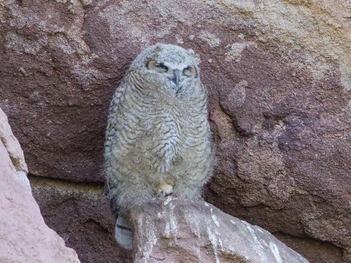 Great Horned Owl - ML619449554