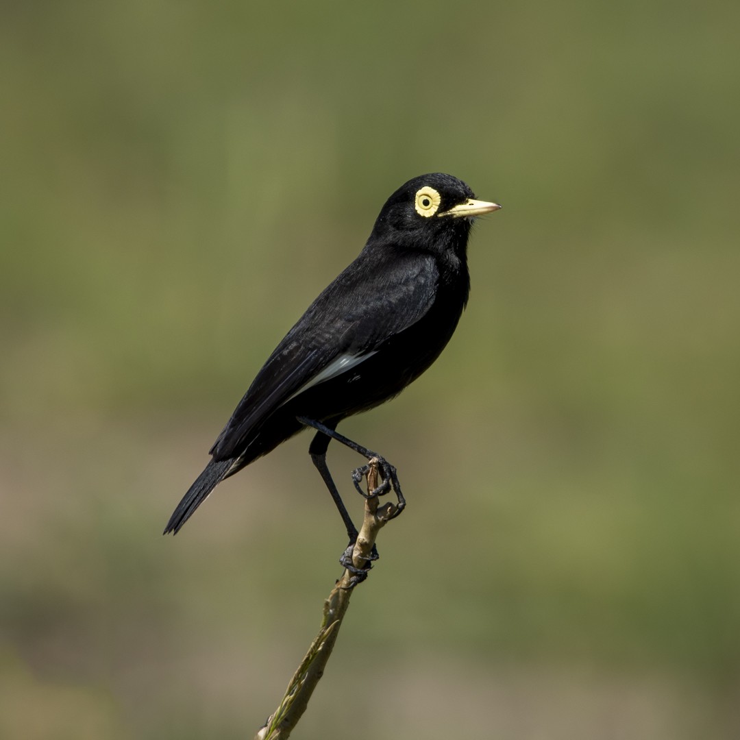 Spectacled Tyrant - ML619449580