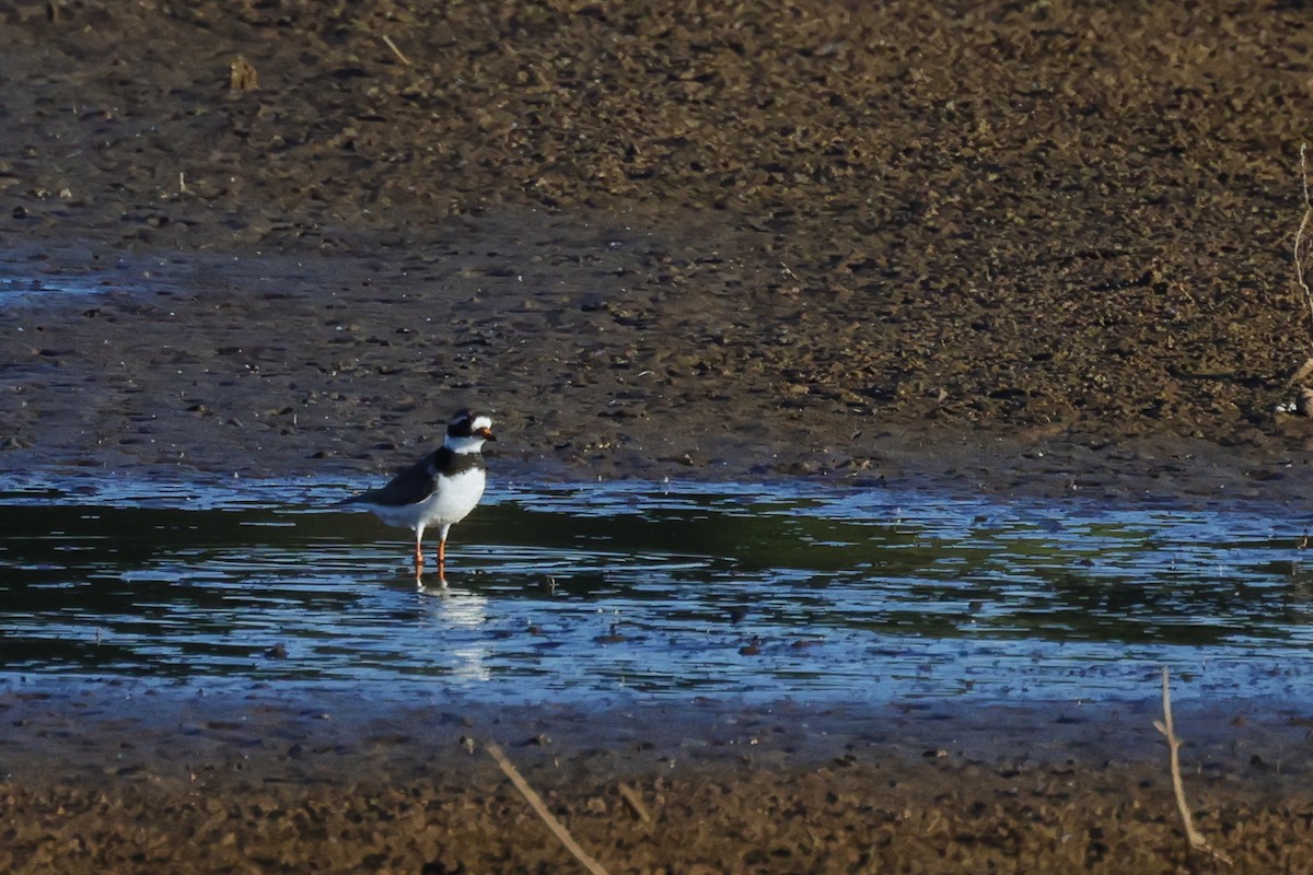 Common Ringed Plover - ML619449590