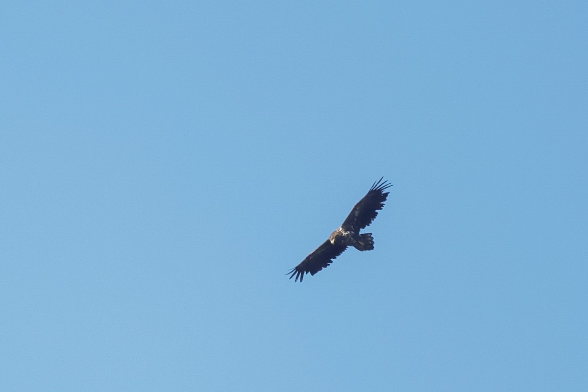 White-tailed Eagle - ML619449659