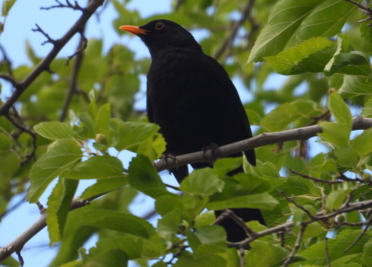 Eurasian Blackbird - ML619449664