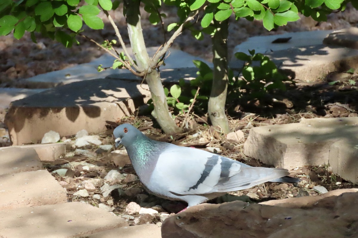 Rock Pigeon (Feral Pigeon) - ML619449672