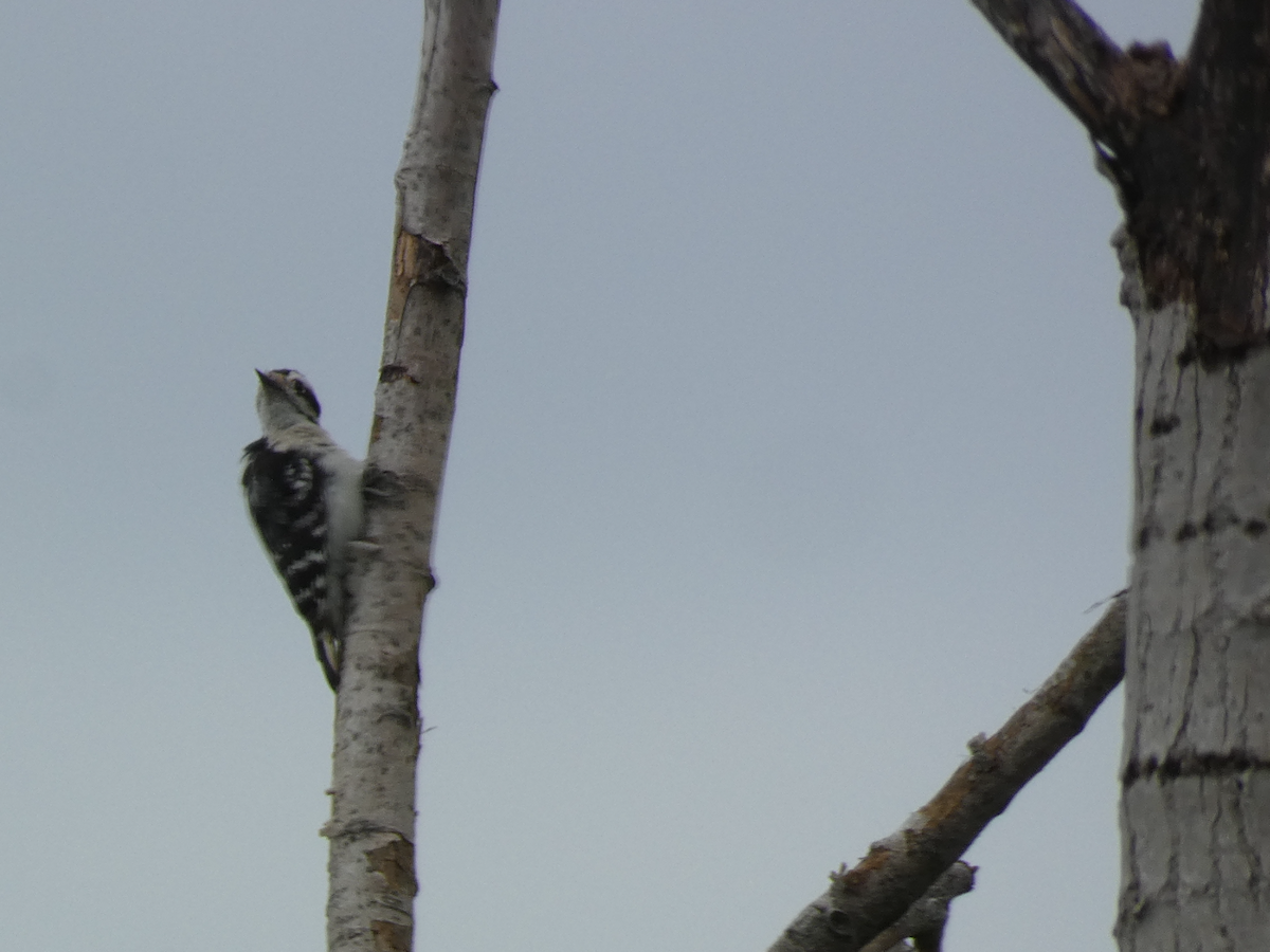 Downy Woodpecker - ML619449678