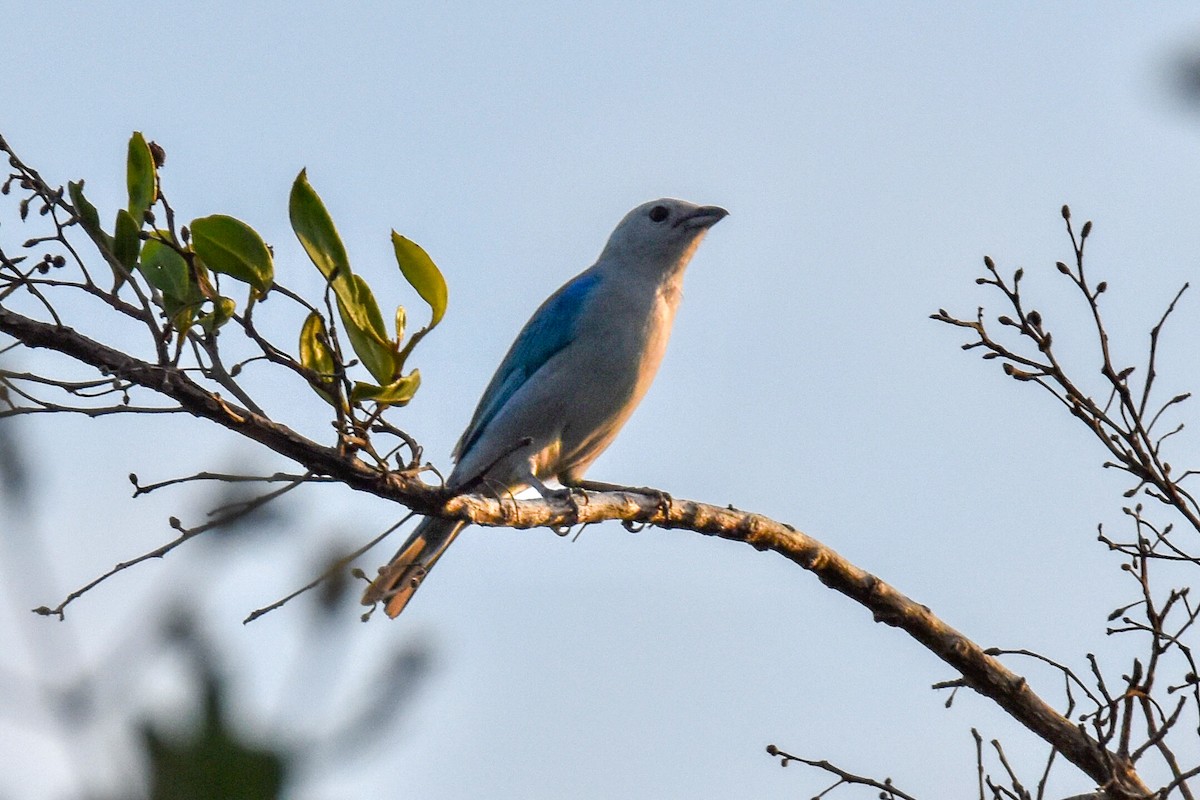 Blue-gray Tanager - ML619449681