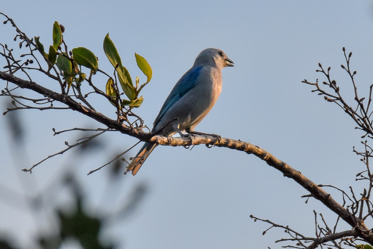 Blue-gray Tanager - ML619449682