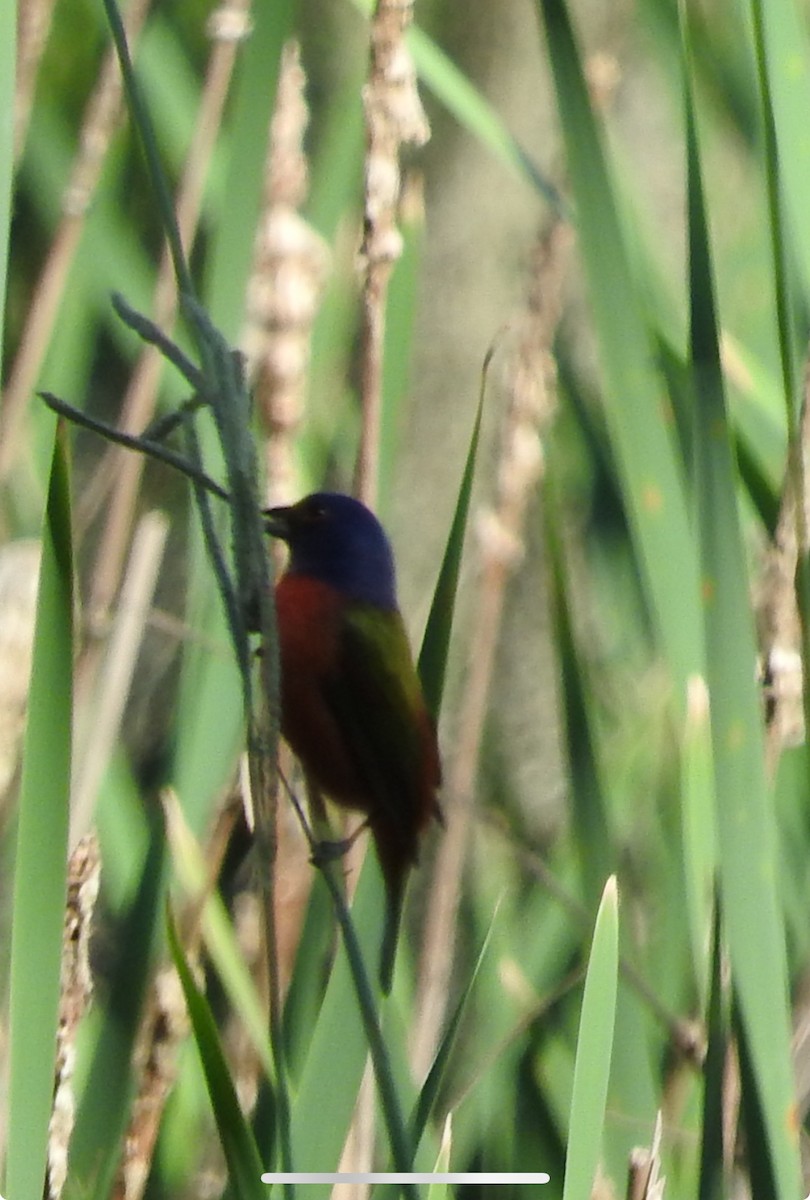 Painted Bunting - ML619449722