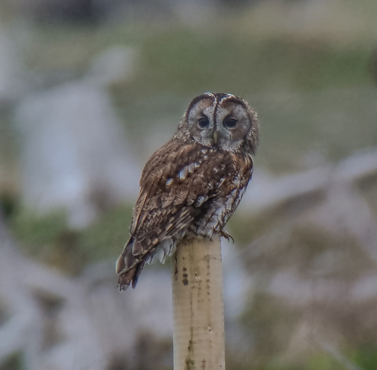 Tawny Owl - ML619449792
