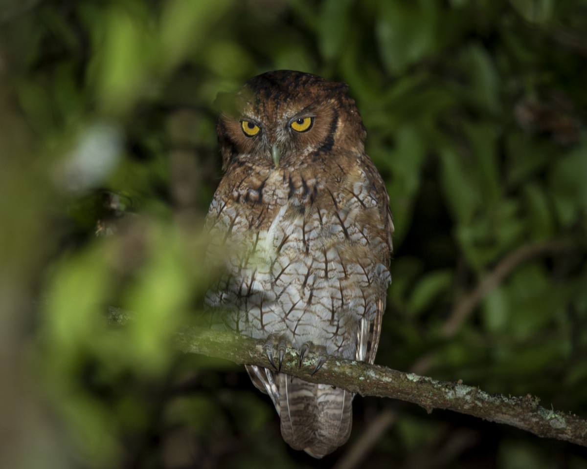 Long-tufted Screech-Owl - ML619449804