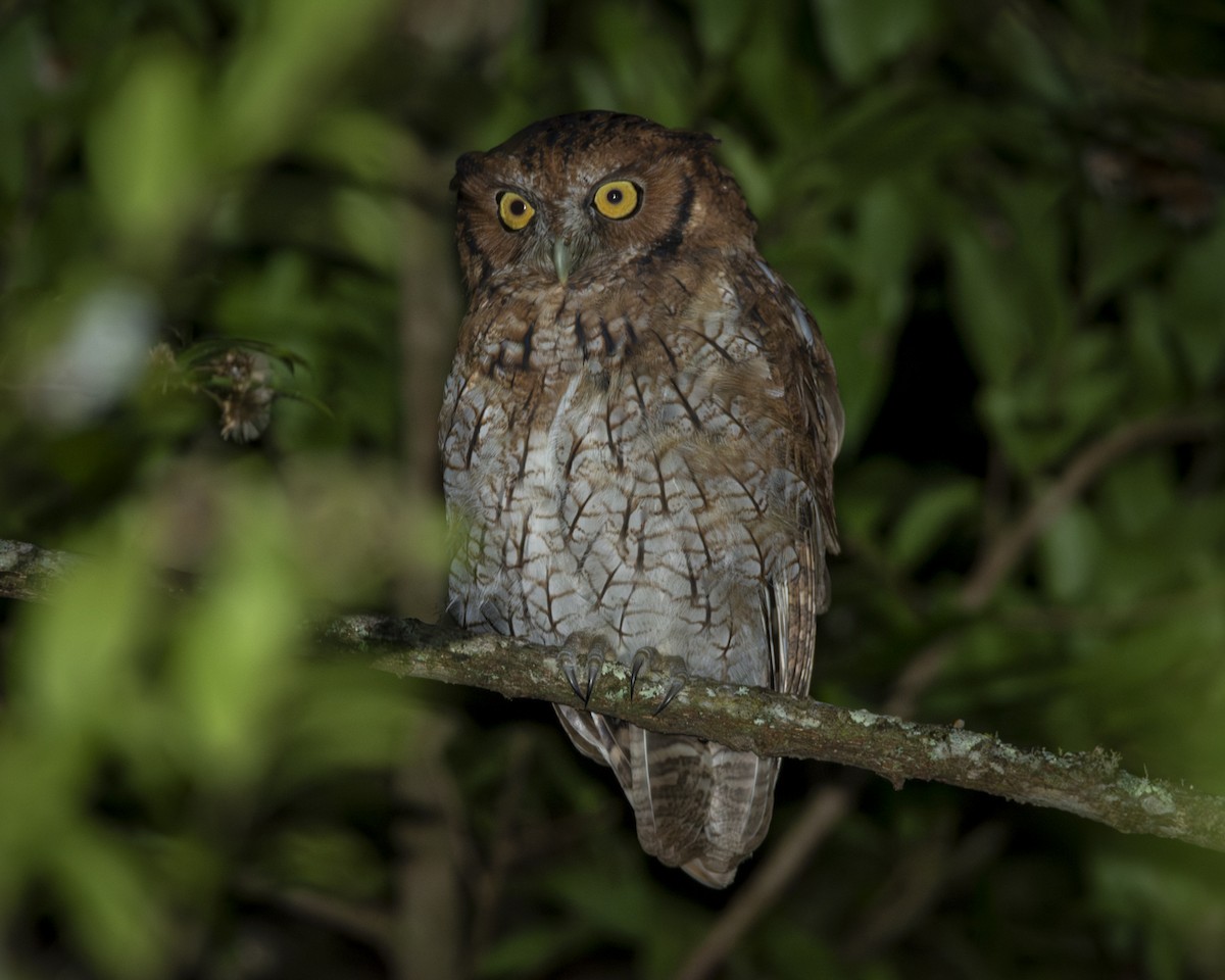 Long-tufted Screech-Owl - ML619449805