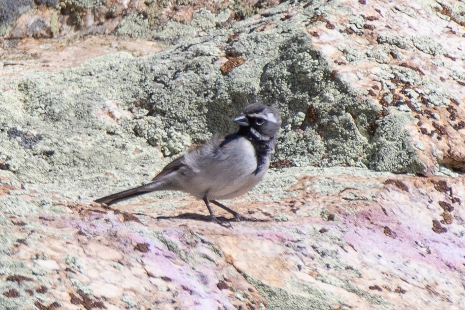 Black-throated Sparrow - ML619449856