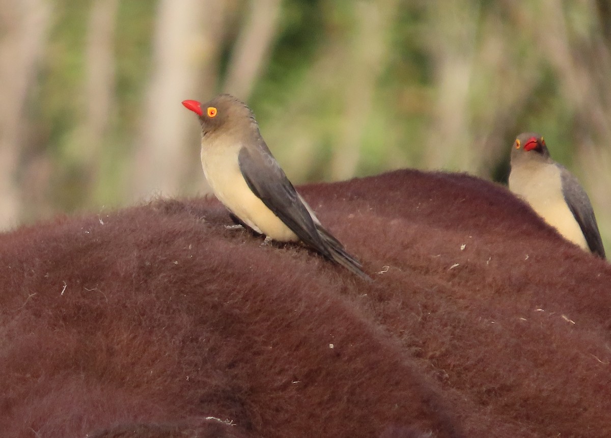 Red-billed Oxpecker - ML619449890