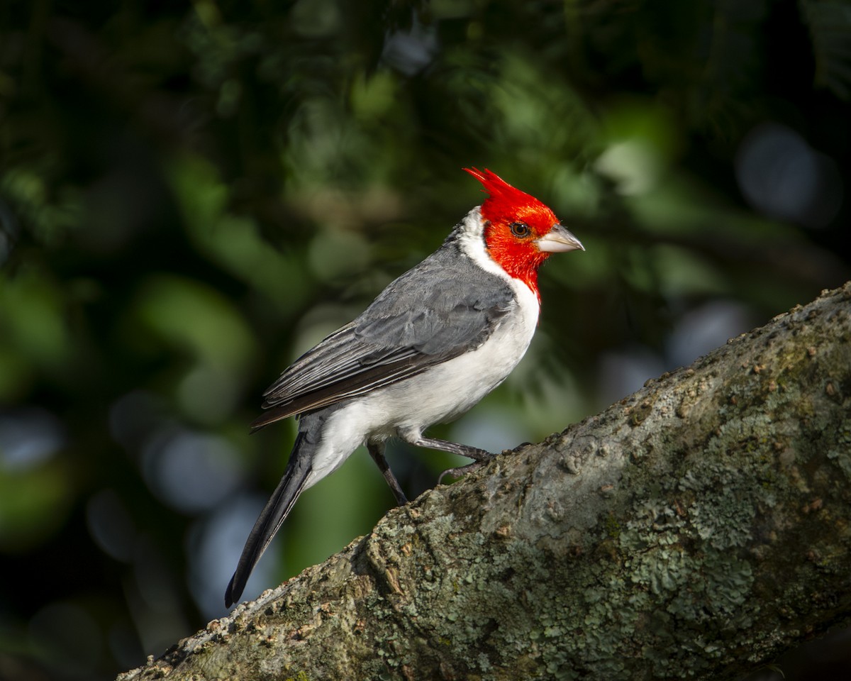 Red-crested Cardinal - ML619449928