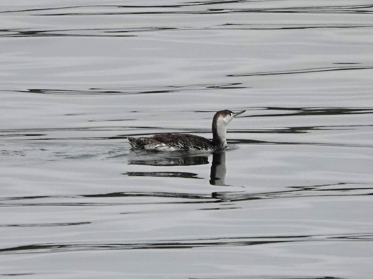 Red-throated Loon - ML619449939