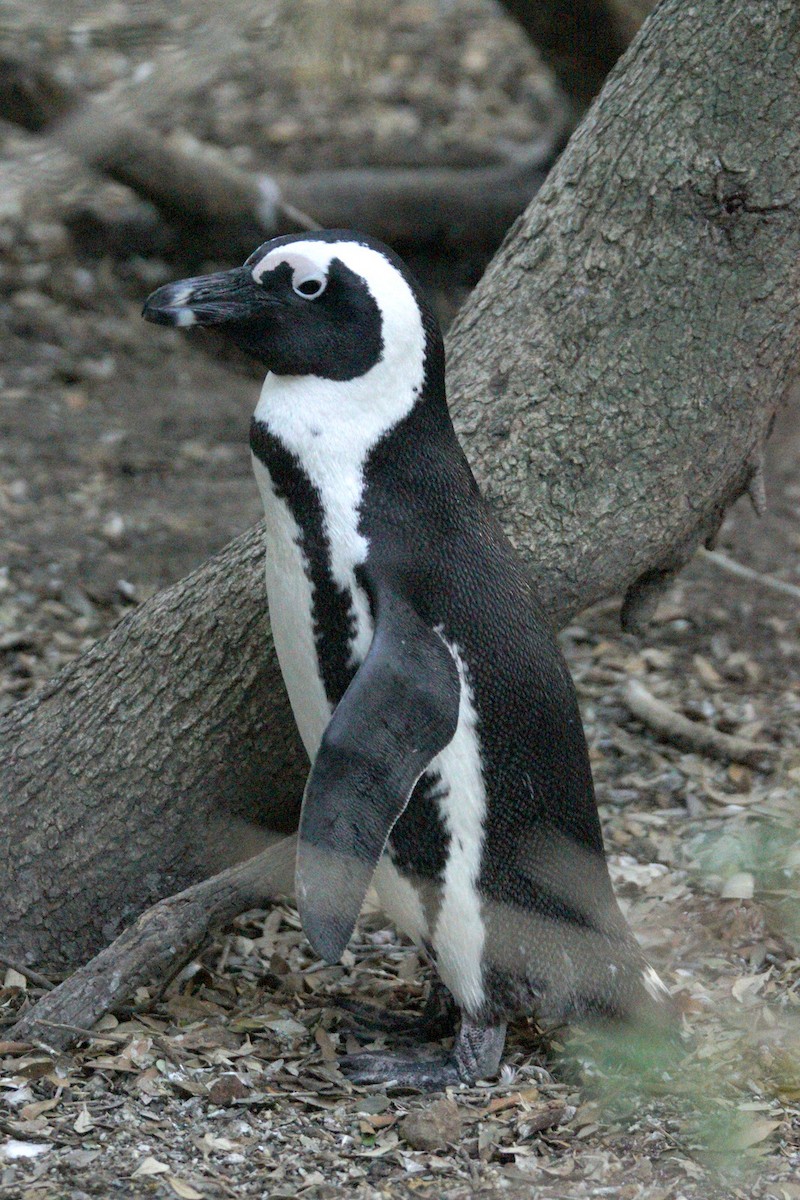 African Penguin - ML619449975
