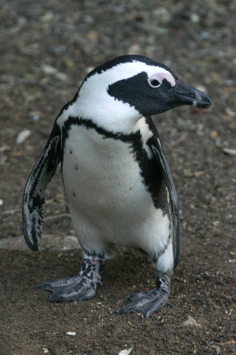 African Penguin - ML619449980