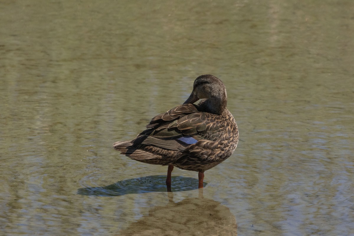 Mottled Duck - ML619449982