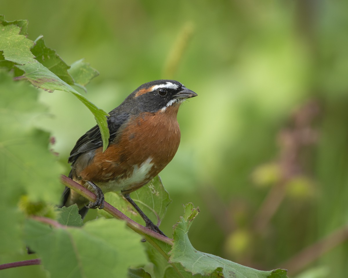 Black-and-rufous Warbling Finch - ML619449990