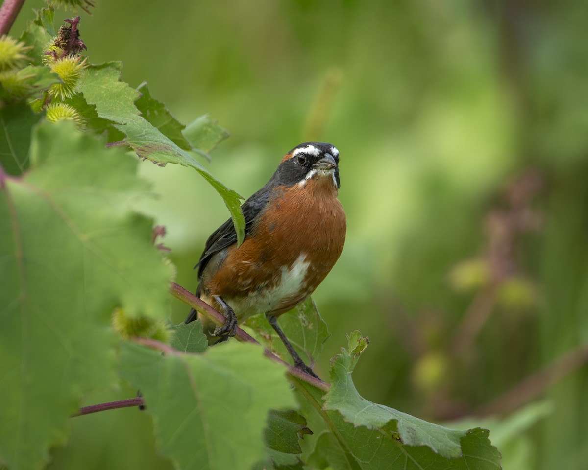 Black-and-rufous Warbling Finch - ML619449991