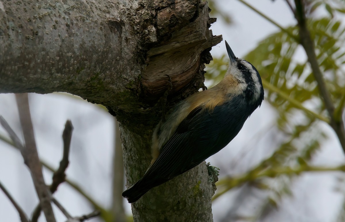 Red-breasted Nuthatch - ML619450019
