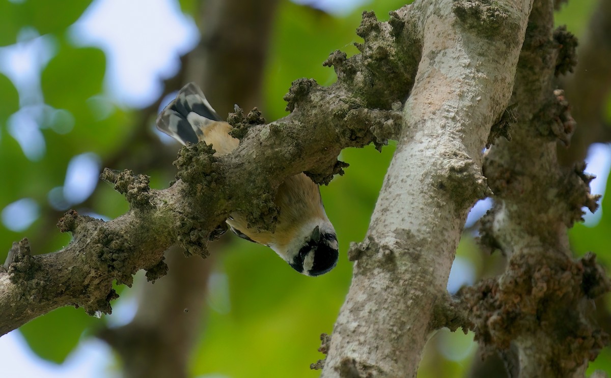 Red-breasted Nuthatch - ML619450020