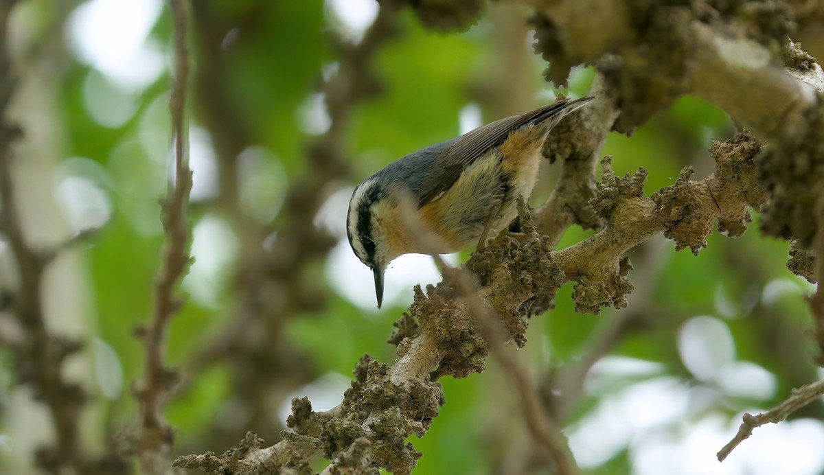 Red-breasted Nuthatch - ML619450024