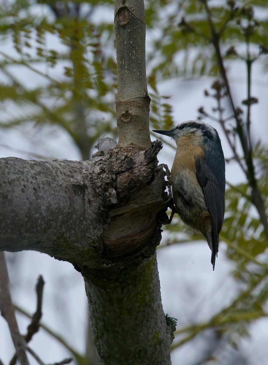 Red-breasted Nuthatch - ML619450025