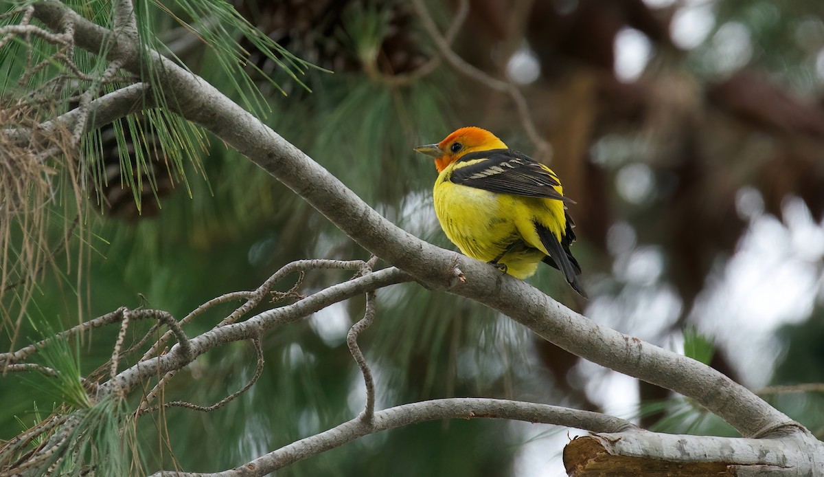 Western Tanager - ML619450086