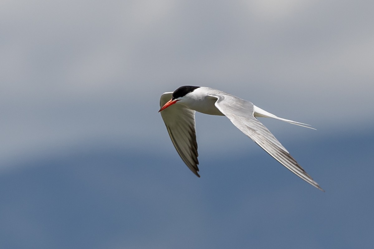 Common Tern - ML619450097