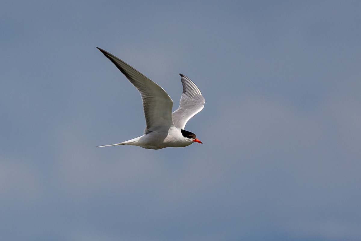 Common Tern - ML619450099