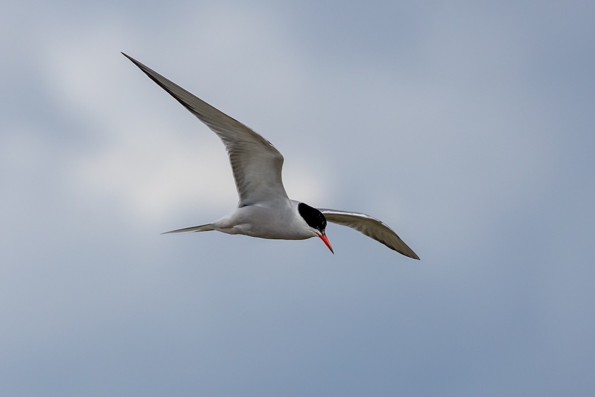 Common Tern - ML619450100
