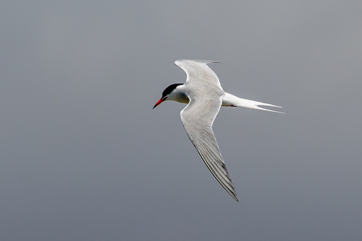 Common Tern - ML619450102