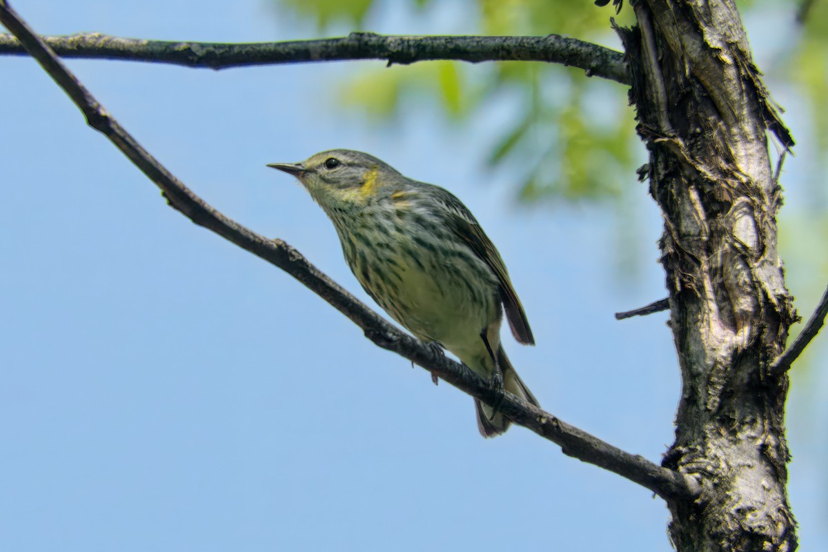 Cape May Warbler - ML619450157