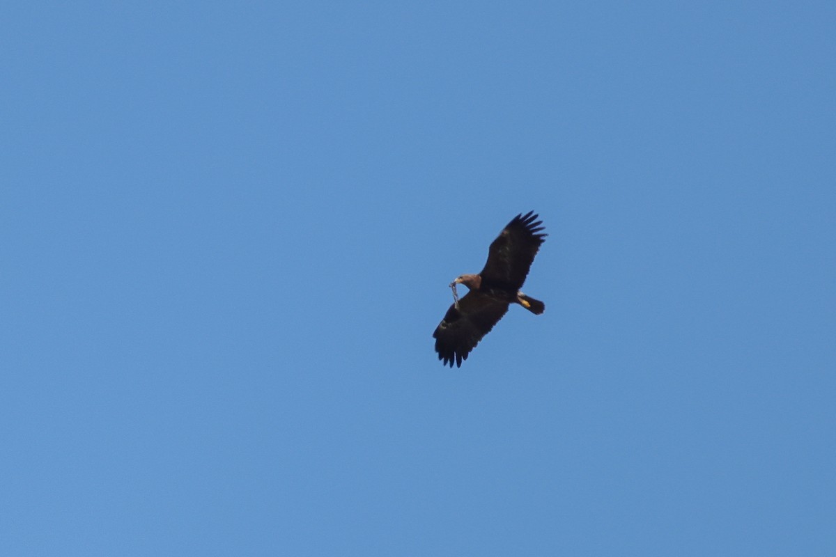 Lesser Spotted Eagle - ML619450161