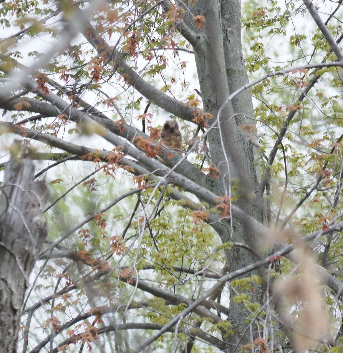Great Horned Owl - ML619450167