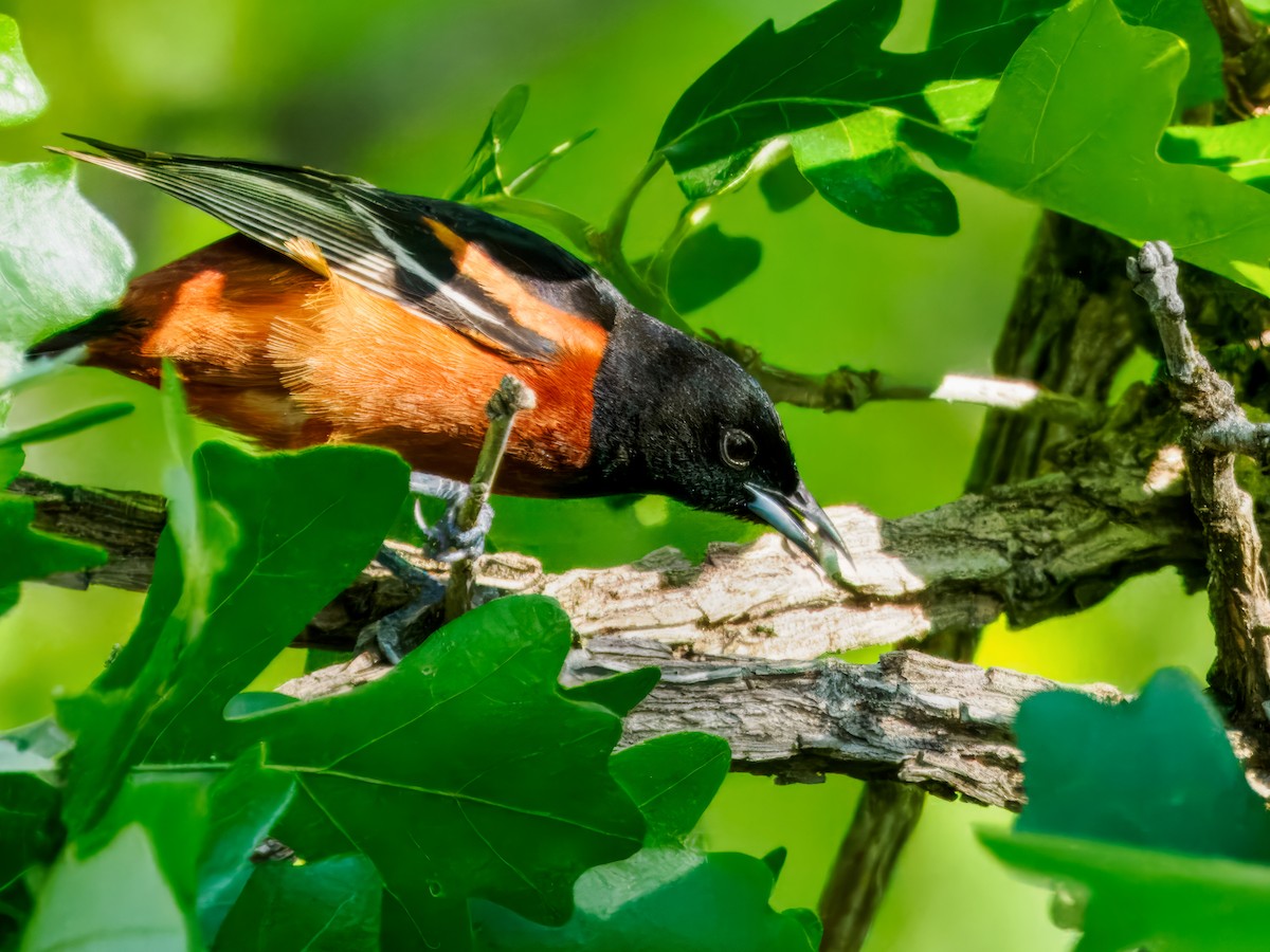 Orchard Oriole - ML619450168