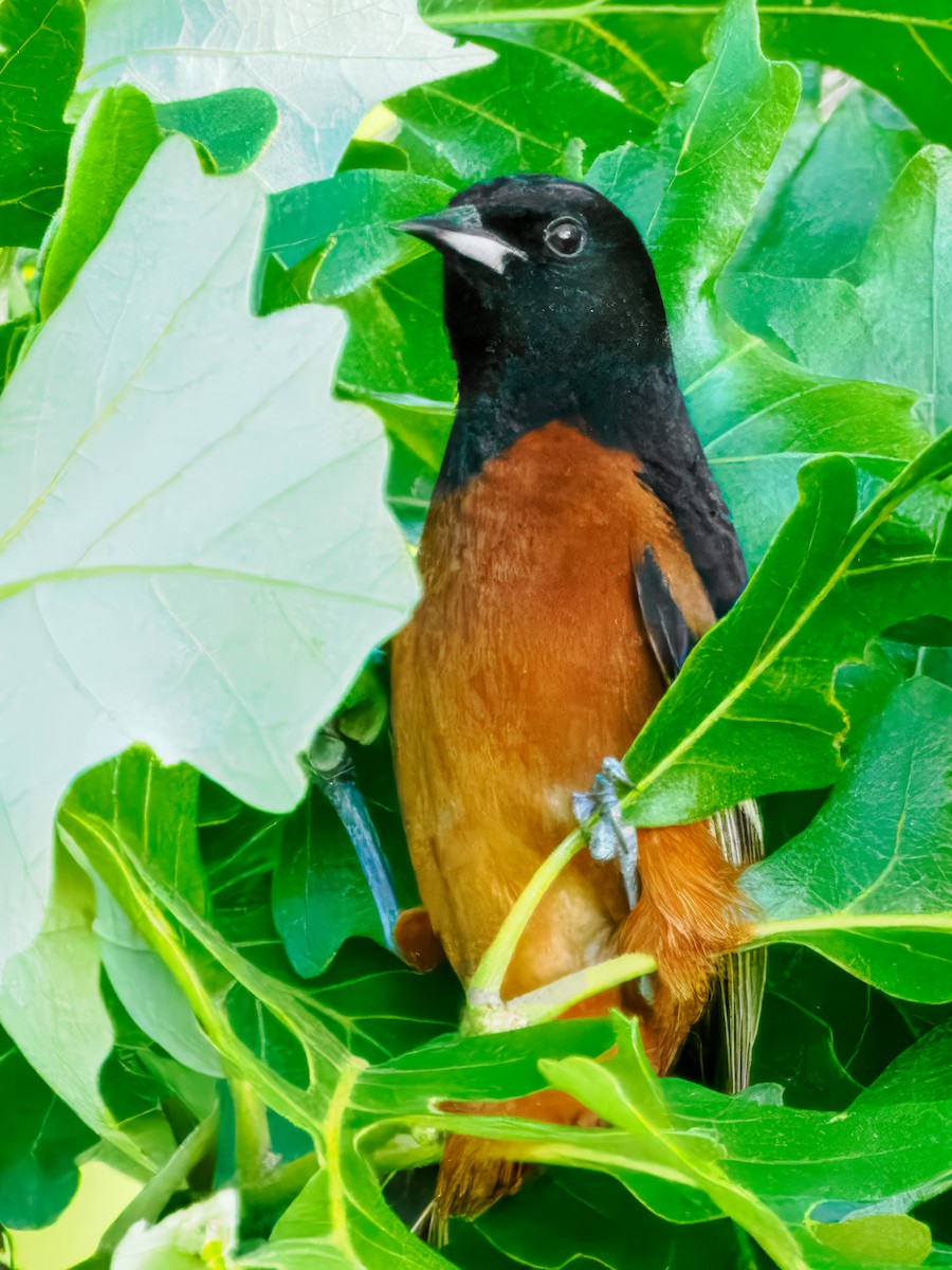 Orchard Oriole - ML619450169
